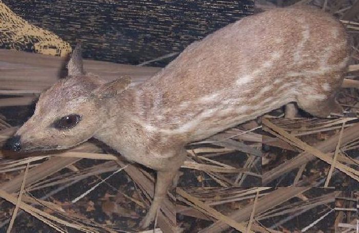 mouse deer