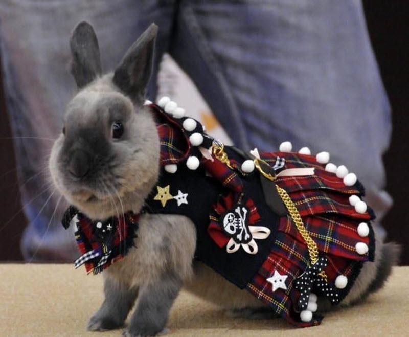 rabbit fashion
