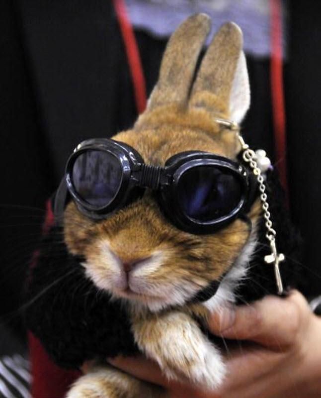 rabbit fashion