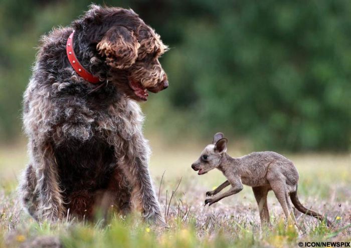 animal friends