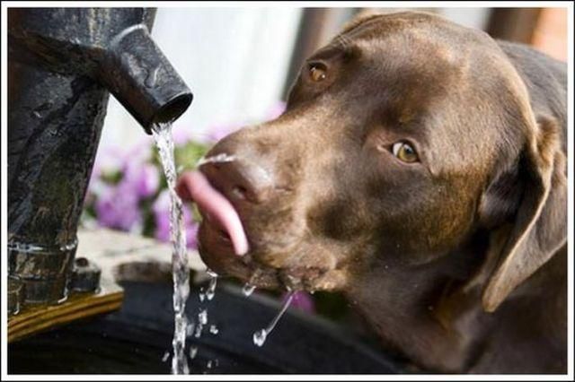 cute baby pet animal with water