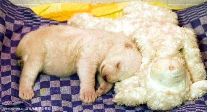 very young polar bear