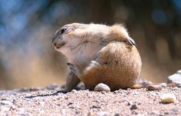 Groundhog, Marmota monax