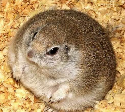 Groundhog, Marmota monax