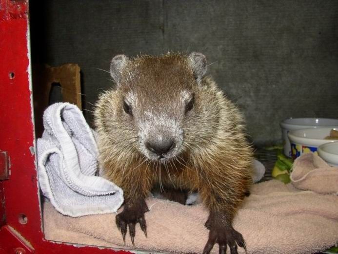 Groundhog, Marmota monax