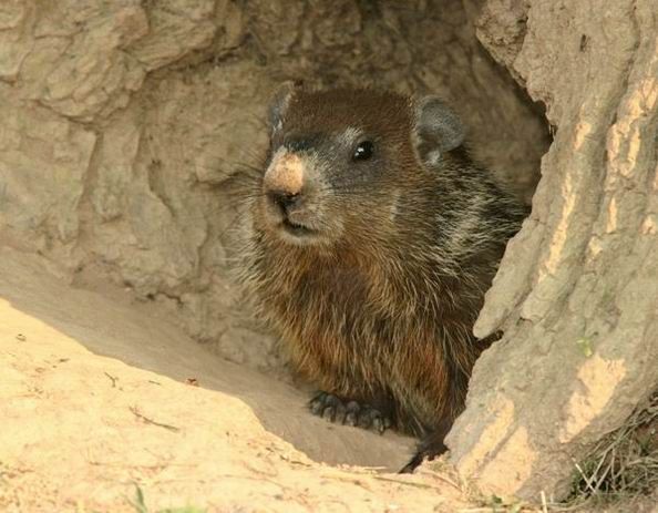 Groundhog, Marmota monax