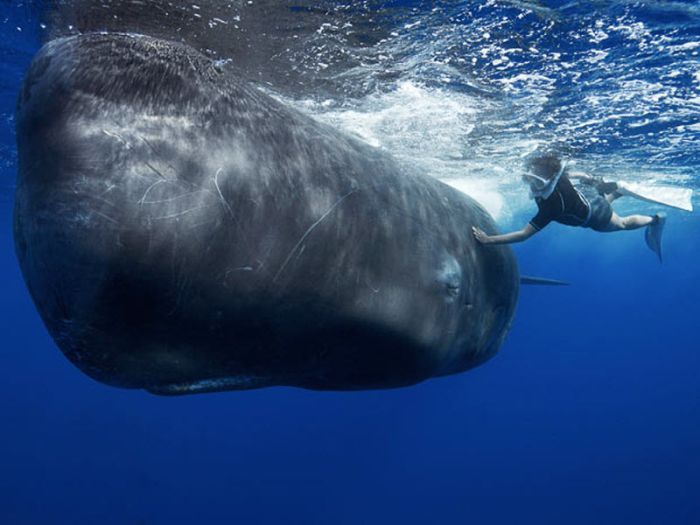 Whale conjurer, underwater world, Dominican Republic