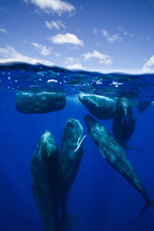 Whale conjurer, underwater world, Dominican Republic