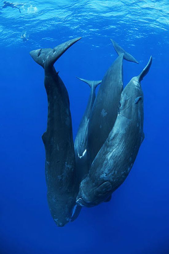 Whale conjurer, underwater world, Dominican Republic