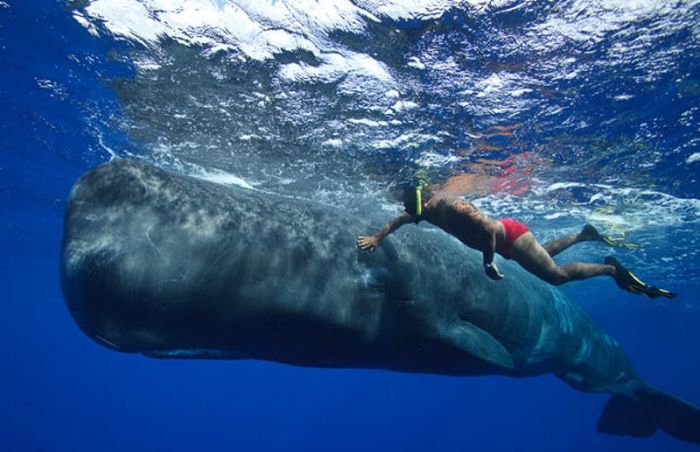 Whale conjurer, underwater world, Dominican Republic