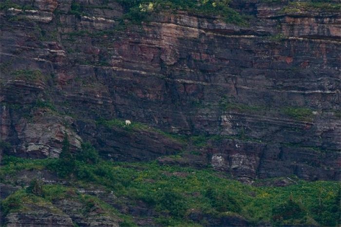 mountain goats, 5000m above sea level