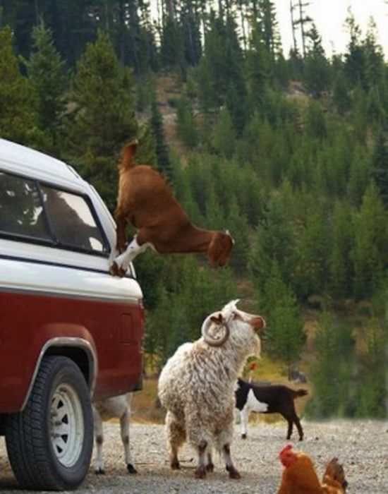 mountain goats, 5000m above sea level