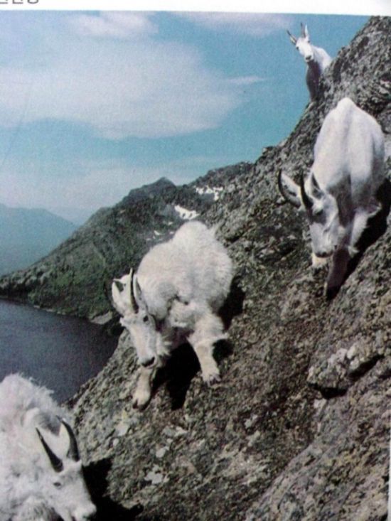 mountain goats, 5000m above sea level