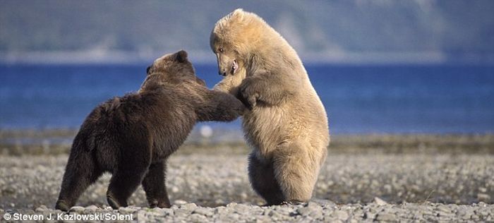 bear dance