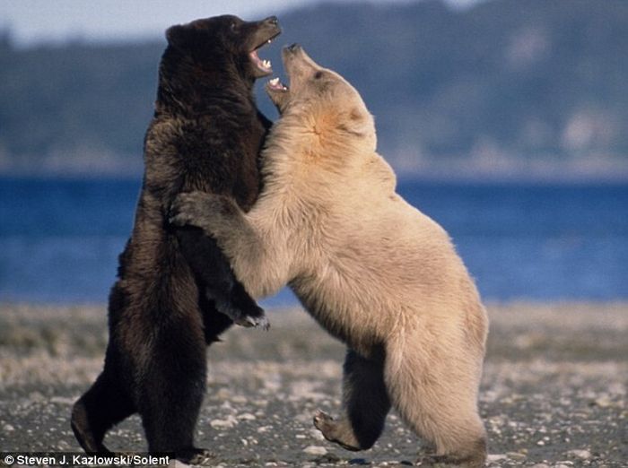 bear dance