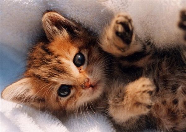 cute cat