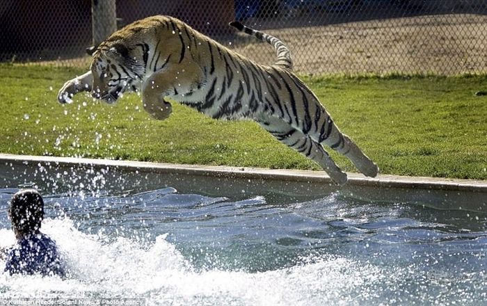 tiger in the pool