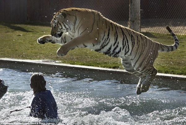 tiger in the pool