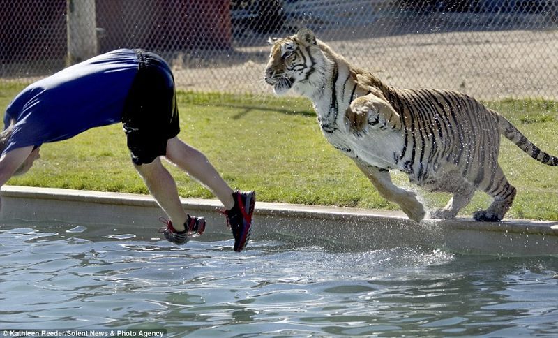 tiger in the pool