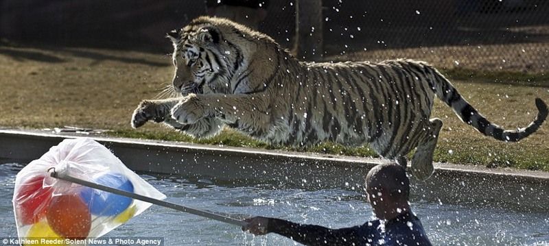 tiger in the pool