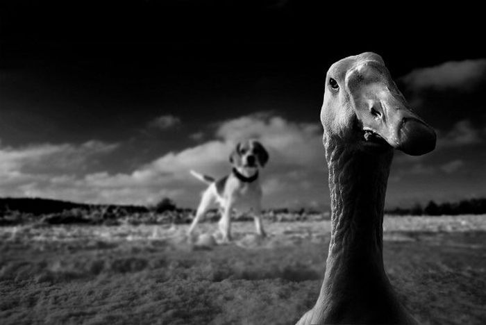 animal photography