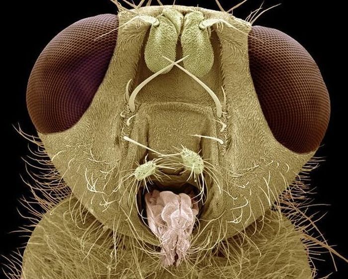 insect under the microscope