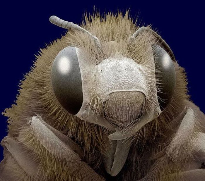 insect under the microscope