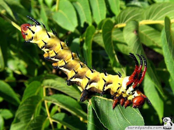 caterpillar