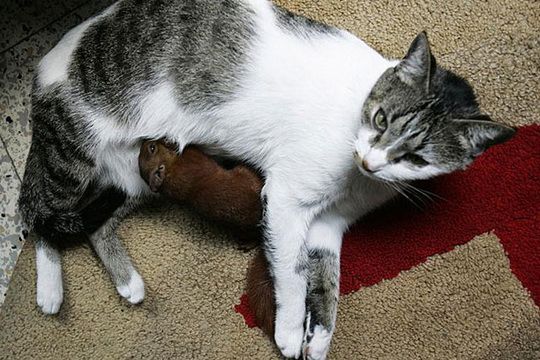 squirrel and cat friends