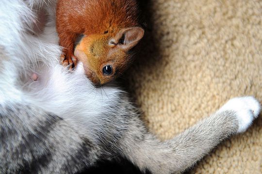 squirrel and cat friends