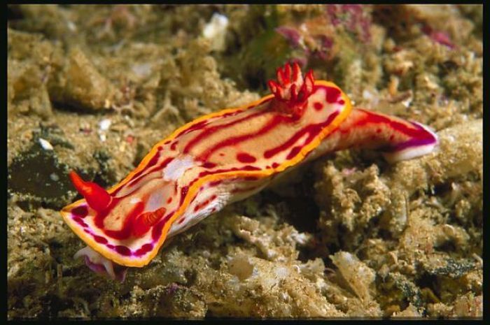 beautiful sea slug