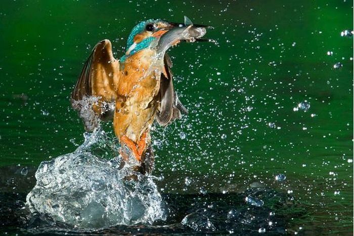 Kingfisher by Joe Petersburger
