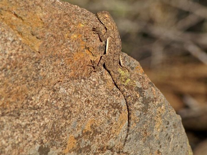 camouflage animals