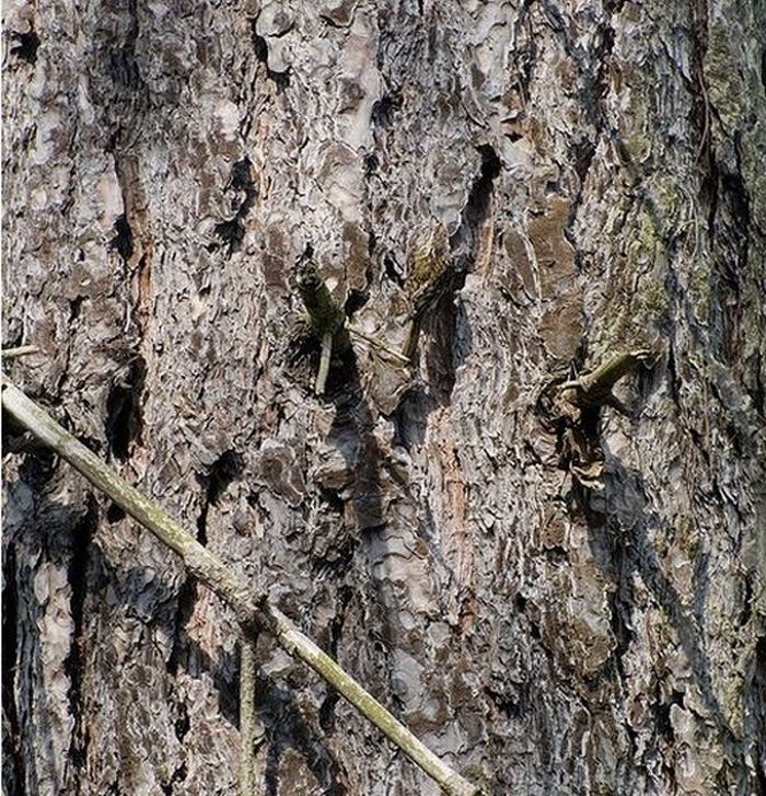 camouflage animals