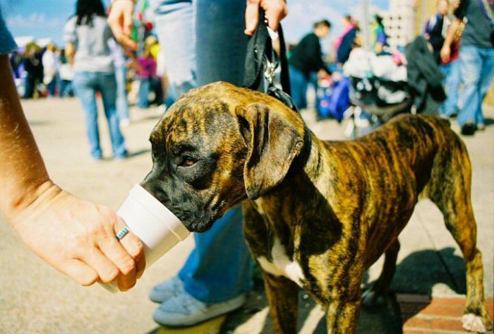 dogs with beer