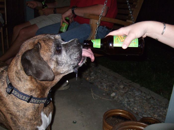 dogs with beer