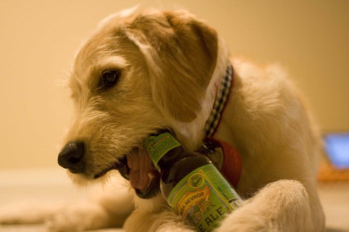 dogs with beer