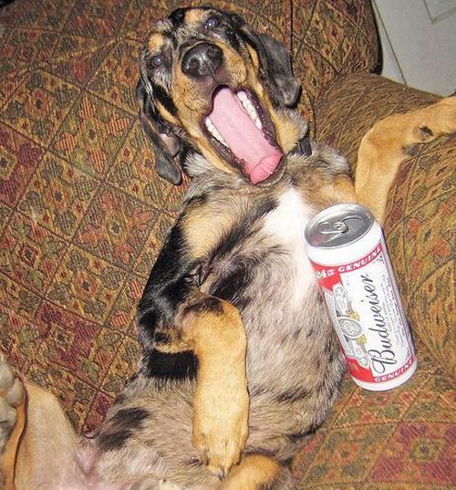 dogs with beer