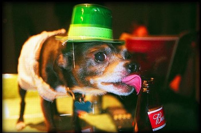 dogs with beer