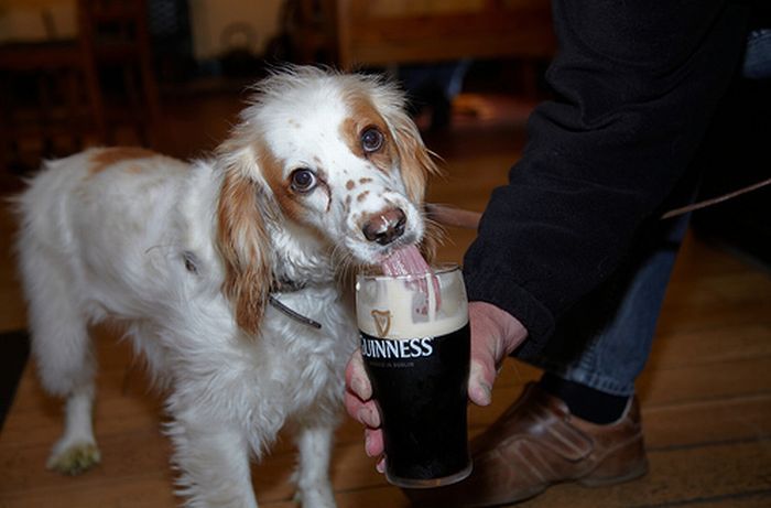 dogs with beer