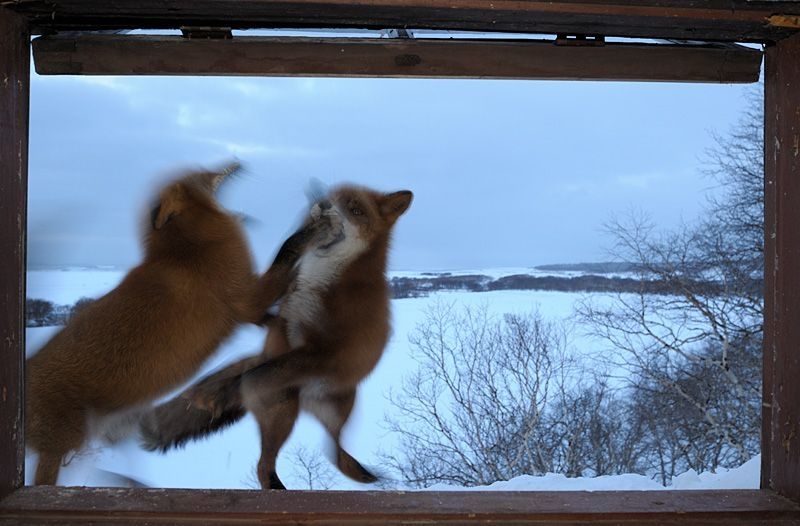 fox against a cat