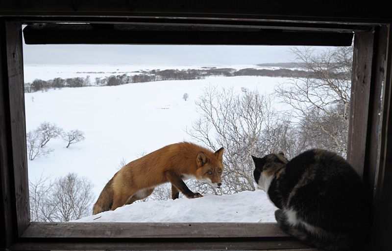 fox against a cat