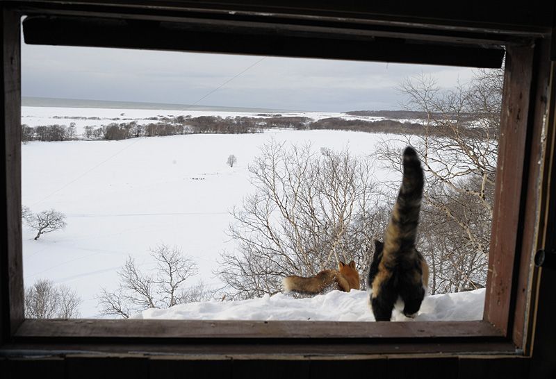 fox against a cat