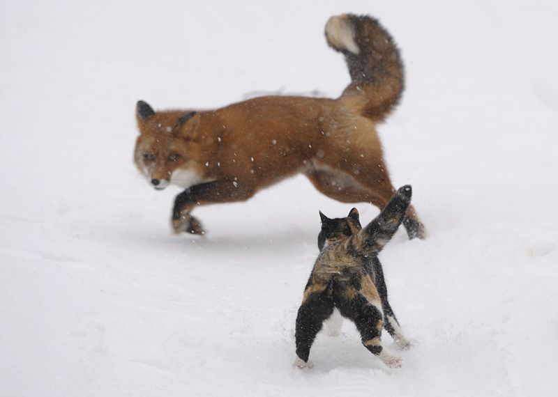 fox against a cat