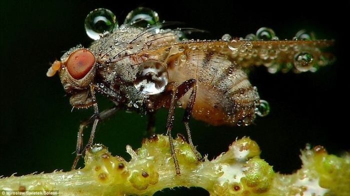 insect macro photography in the rain