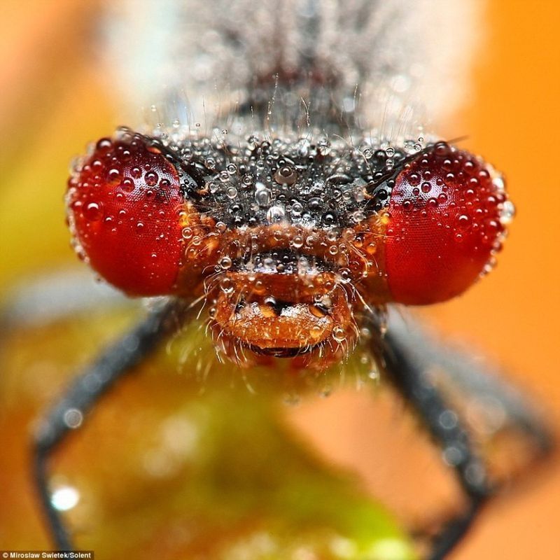 insect macro photography in the rain