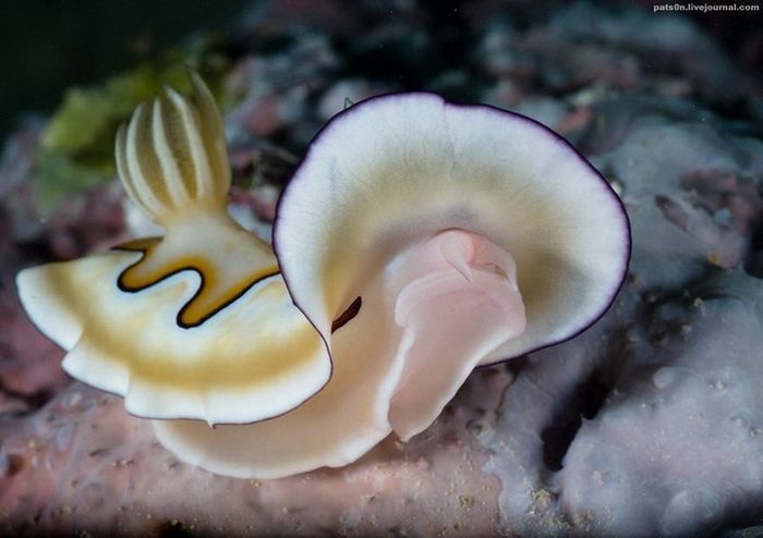 underwater animals photography