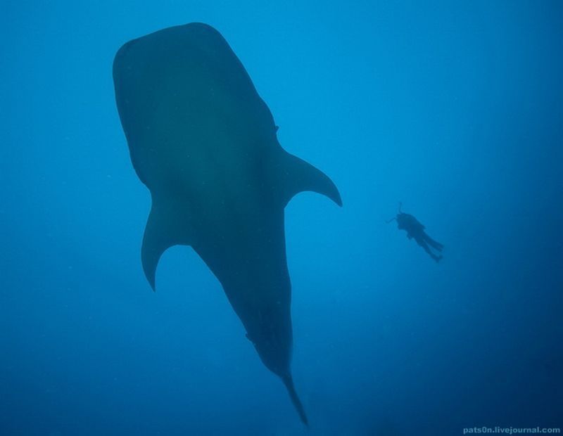 underwater animals photography