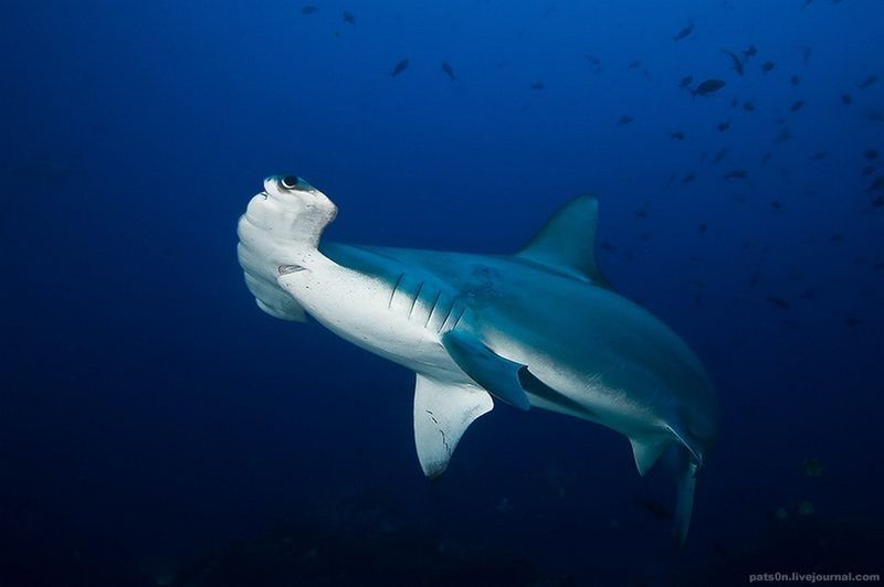 underwater animals photography