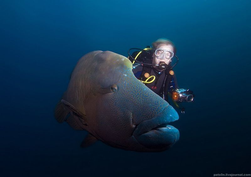 underwater animals photography